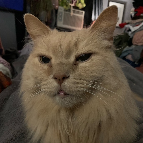 Meet your Posher, Steph - Picture 2 of 2